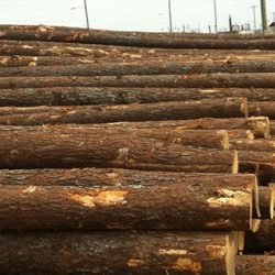 Pine Logs