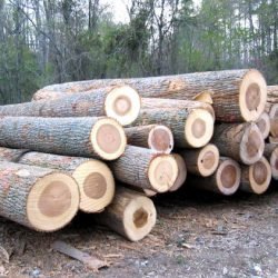 Poplar Logs