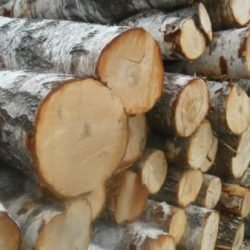 Birch Logs